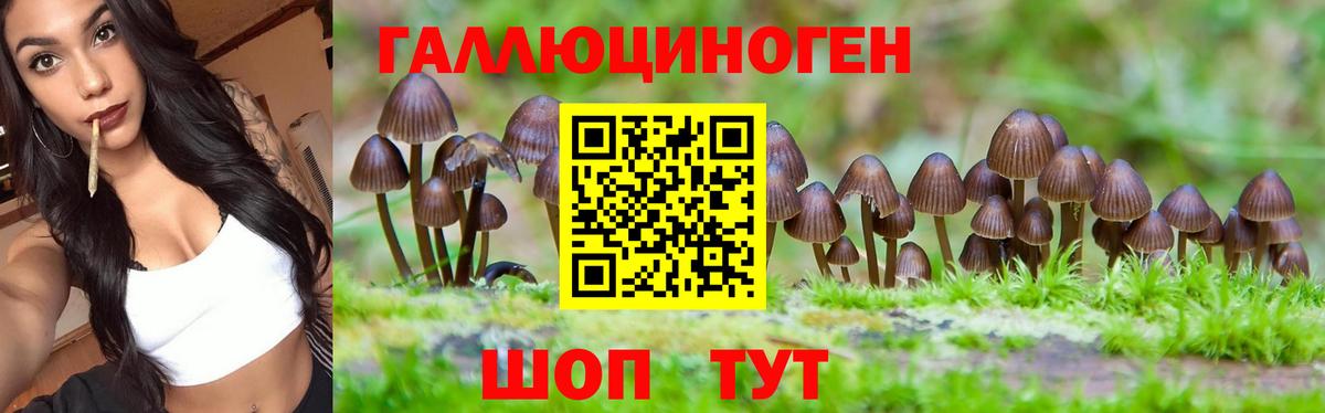 Галлюциногенные грибы Psilocybine cubensis Карпинск